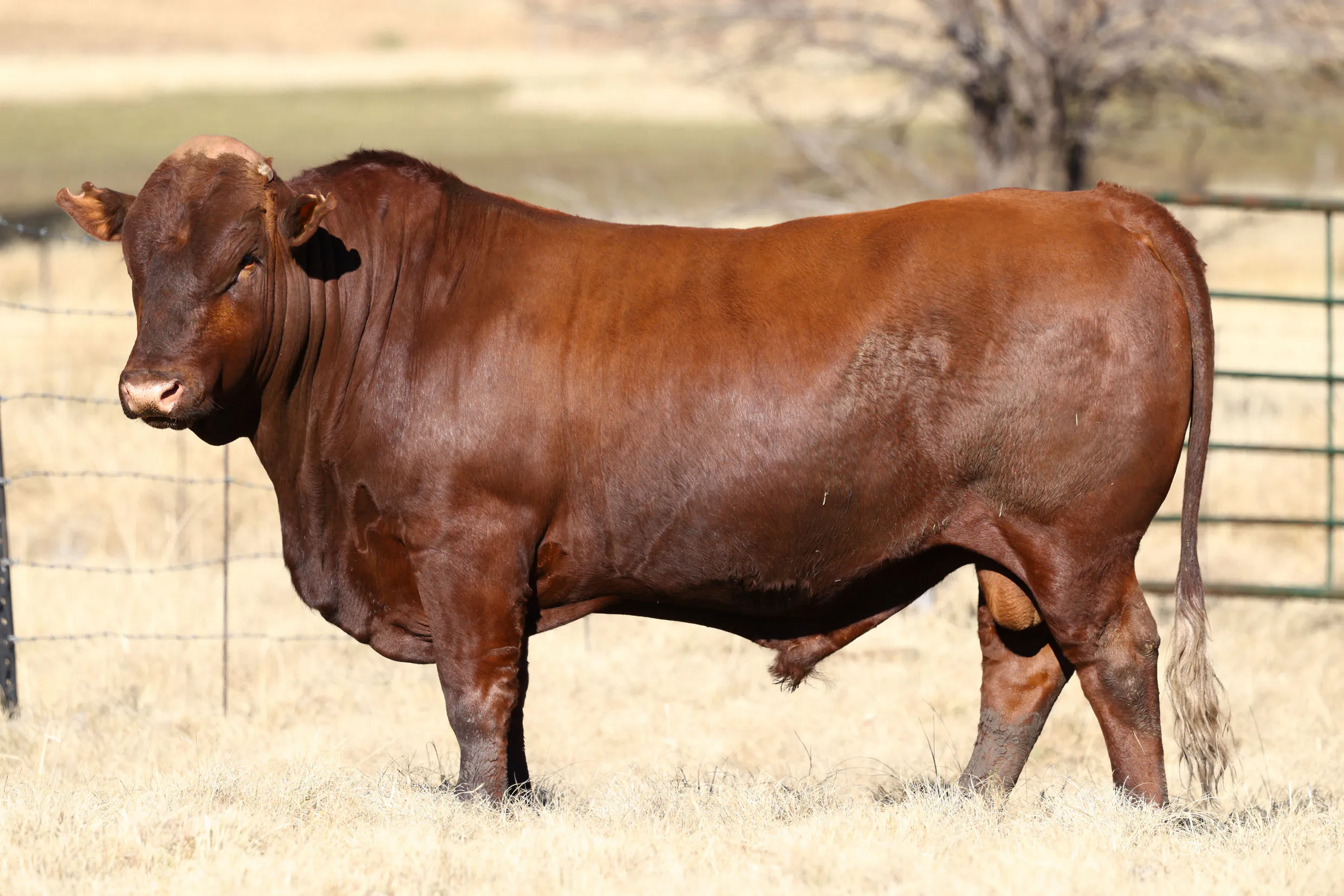 LOT 29 TOR 23-22